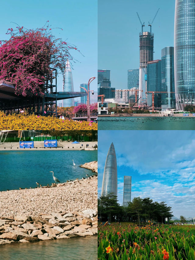 深圳 人才公園 ｜風景超美的公園，白天露營，傍晚看黃昏