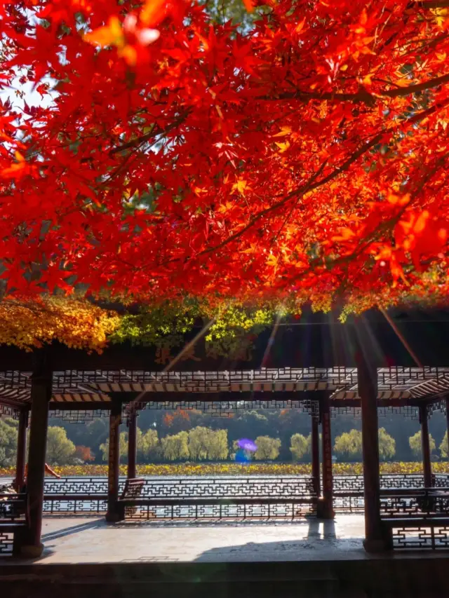 Don't miss this park when you come to West Lake in Hangzhou! It's so beautiful that it will make you cry!