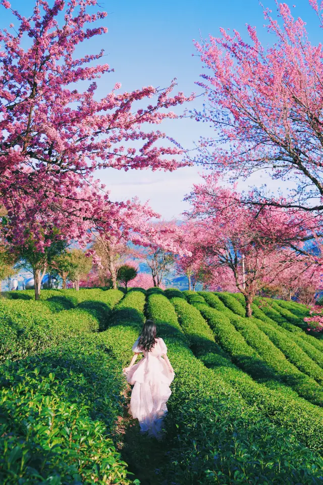 無量山桜花谷、この冬はあなたのためだけに来ました！