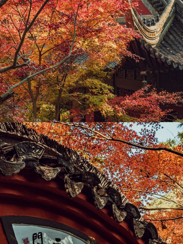 南京滿城盡帶黃金甲，但銀杏還是清涼山人少景美|