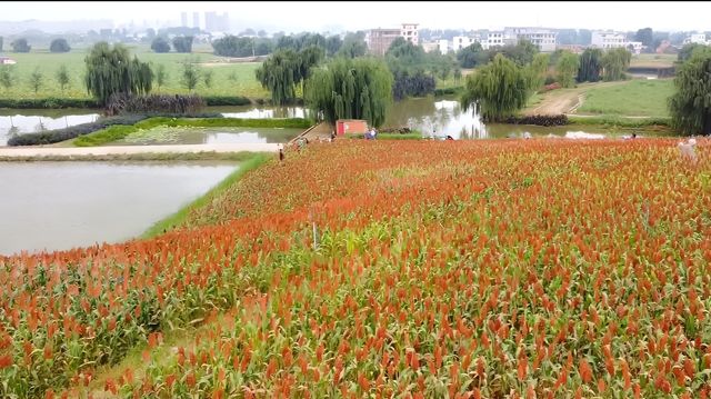 麒麟水鄉高粱紅