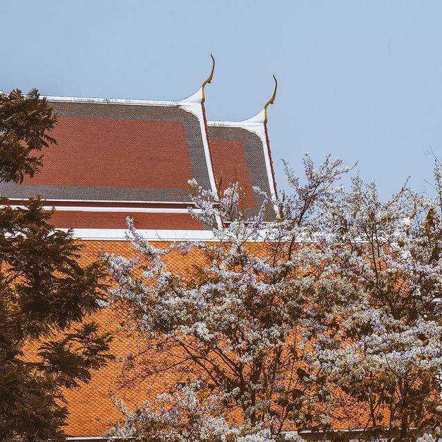 遊泰國曼谷金山寺