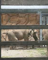 武漢動物園去了哇塞⊙ω⊙