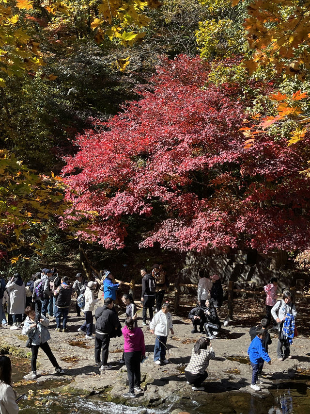 關門山國家森林公園看紅葉