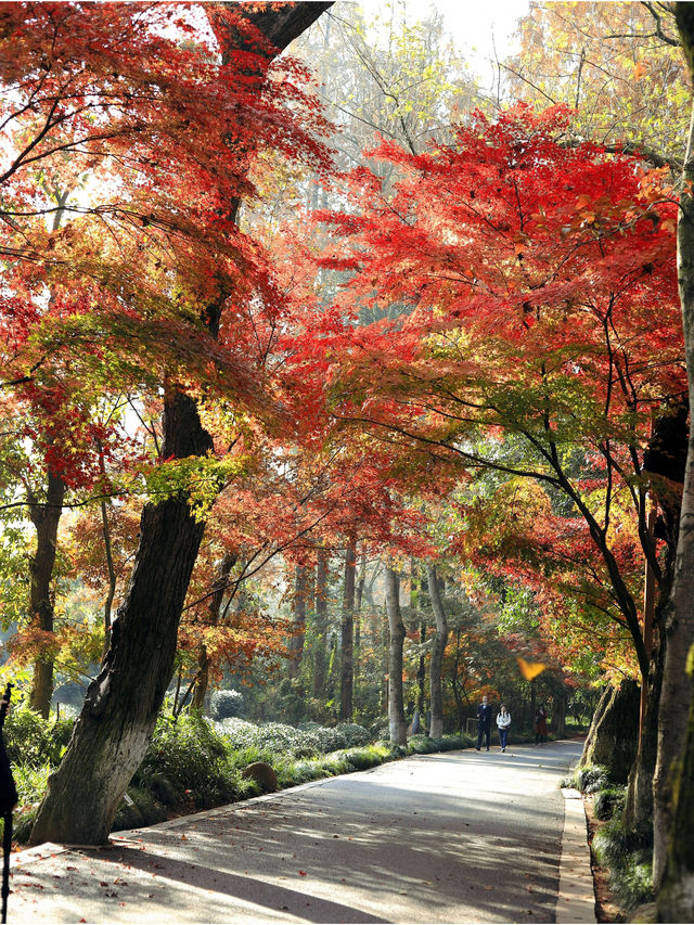 九溪已經紅了