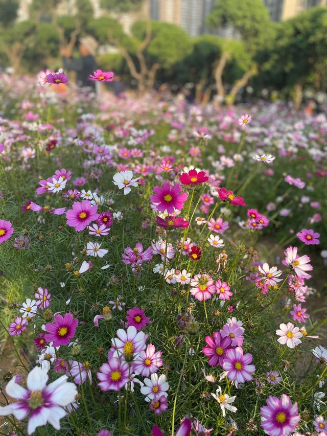 深圳西麗生態公園｜戶外溜孩子好去處