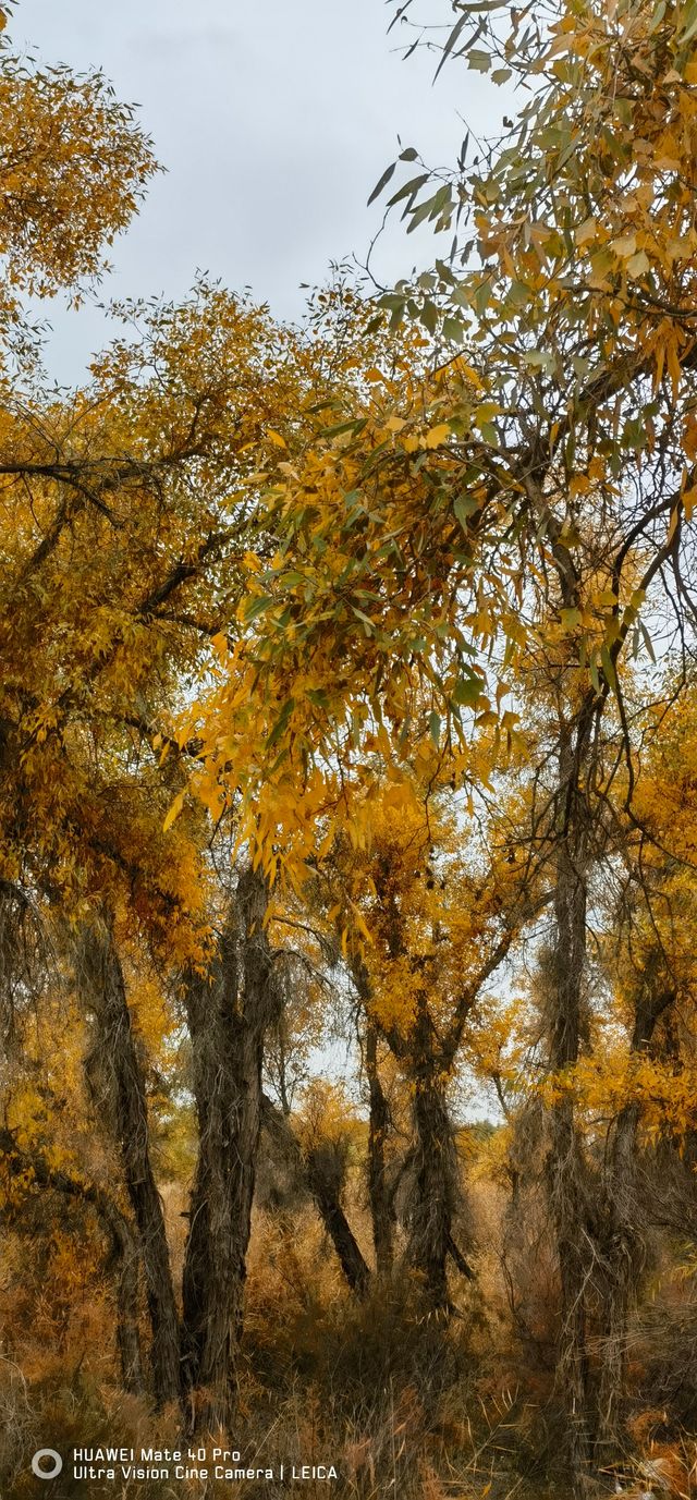 金秋遊新疆（六十七）“塔里木胡楊林國家森林公園”