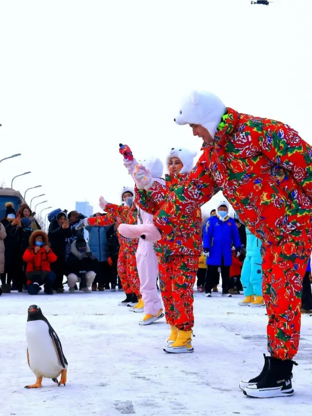 哈爾濱“逃學企鵝”丨黑龍江冰雪天使，憨態可掬，逗萌可愛