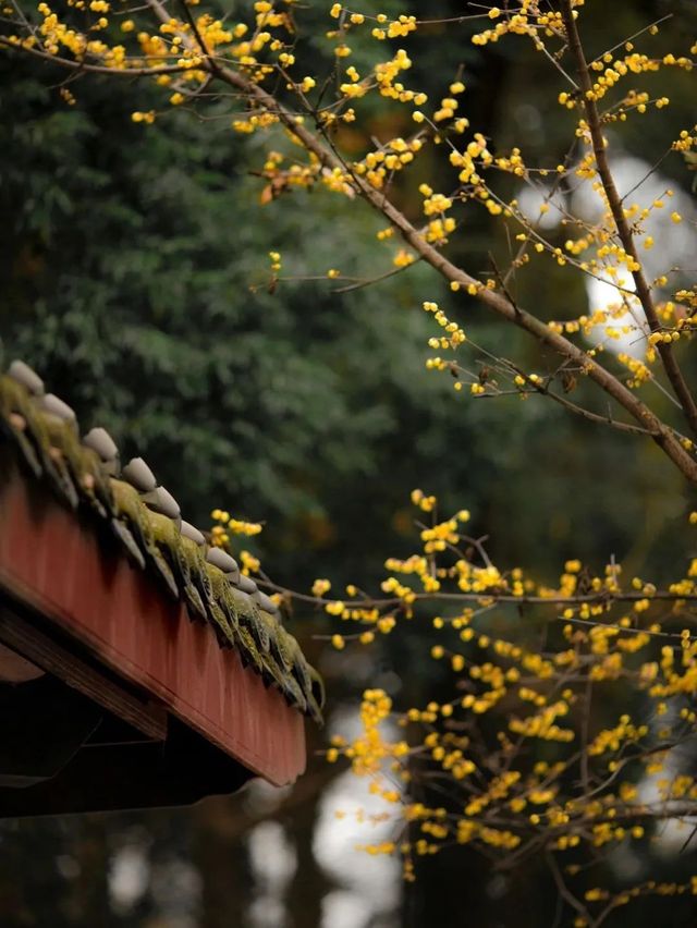 成都｜浣花溪公園的蠟梅開了