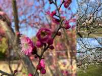 感受春天 - 閔行體育公園的早春梅花