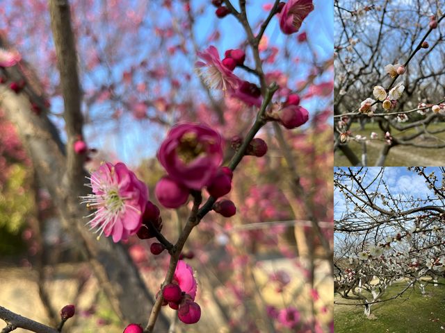 感受春天 - 閔行體育公園的早春梅花