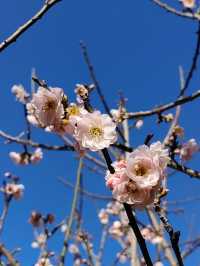 自駕遊廣東，深圳梅園賞梅