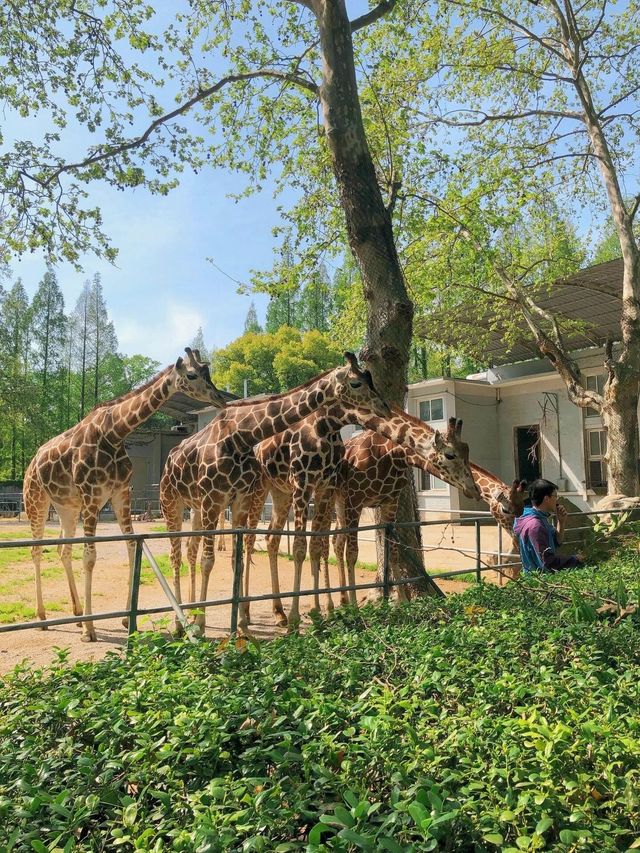 上海動物園遊玩攻略