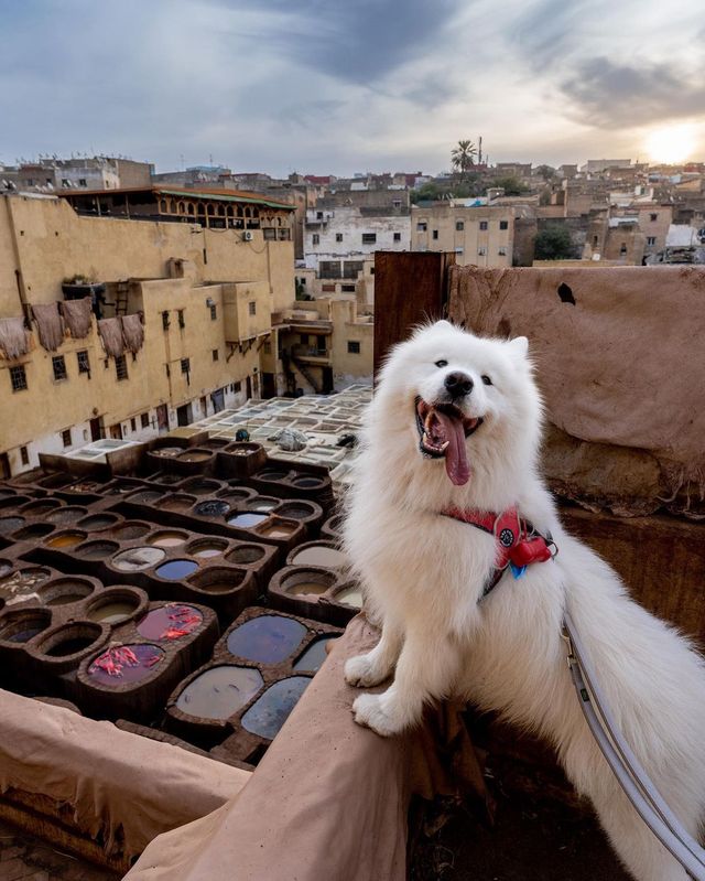 Felix in Morocco, Africa 🇲🇦 😍