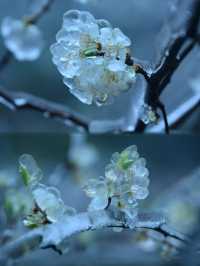 粵北觀冰花