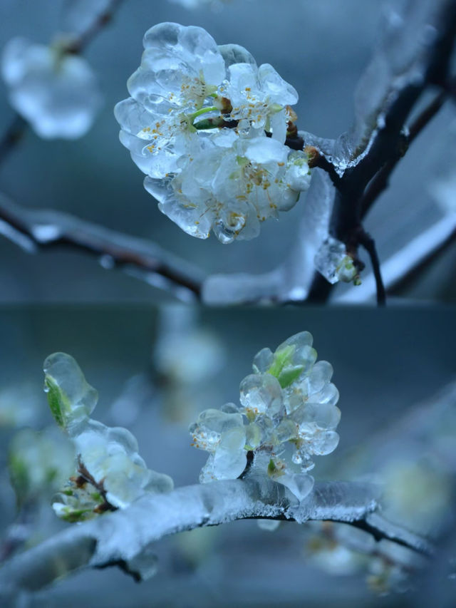粵北觀冰花