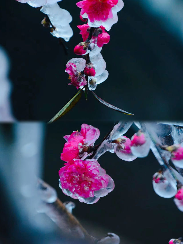 粵北觀冰花