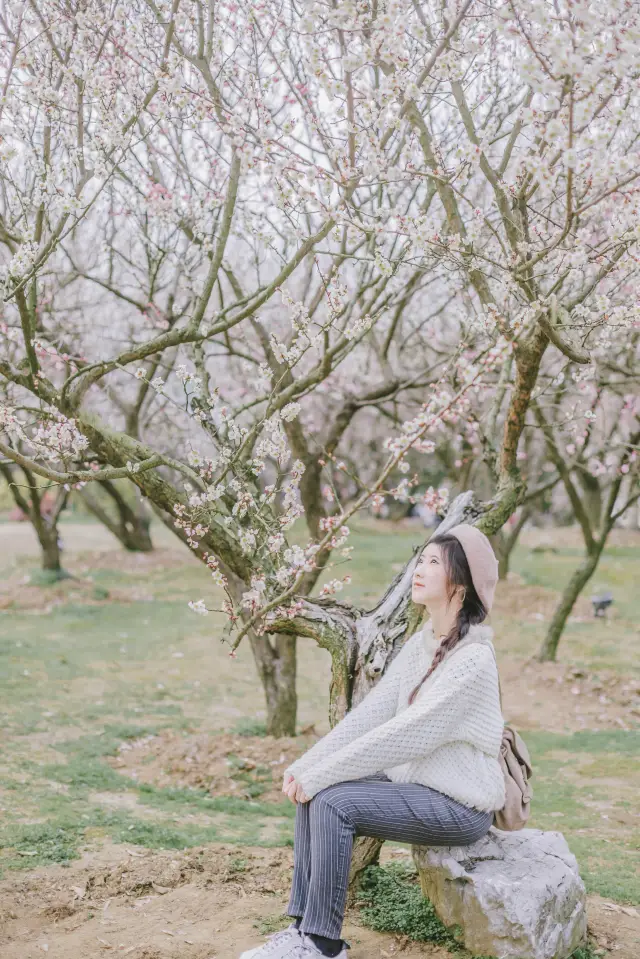 蘇州旅行丨梅花花期已到，去香雪海賞梅吧