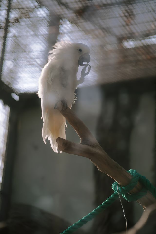 上海遛娃好地方動物園太治癒