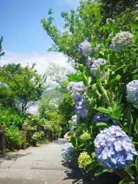 下田公園——沐浴在紫陽花的海洋！