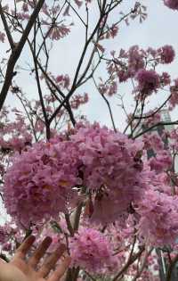 <《深圳今日浪漫：紫木風鈴花開遍，粉色花海等你來》