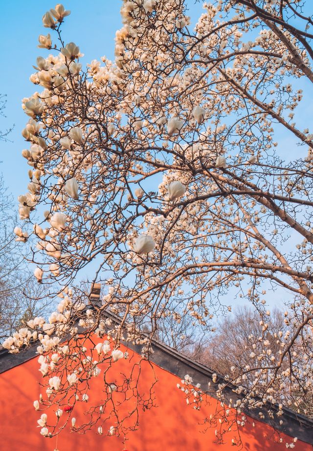 心不雜念去賞花!當玉蘭花遇見清千年古剎清涼寺! 心不雜念去賞花!當玉蘭花遇見清千年古剎清涼寺!