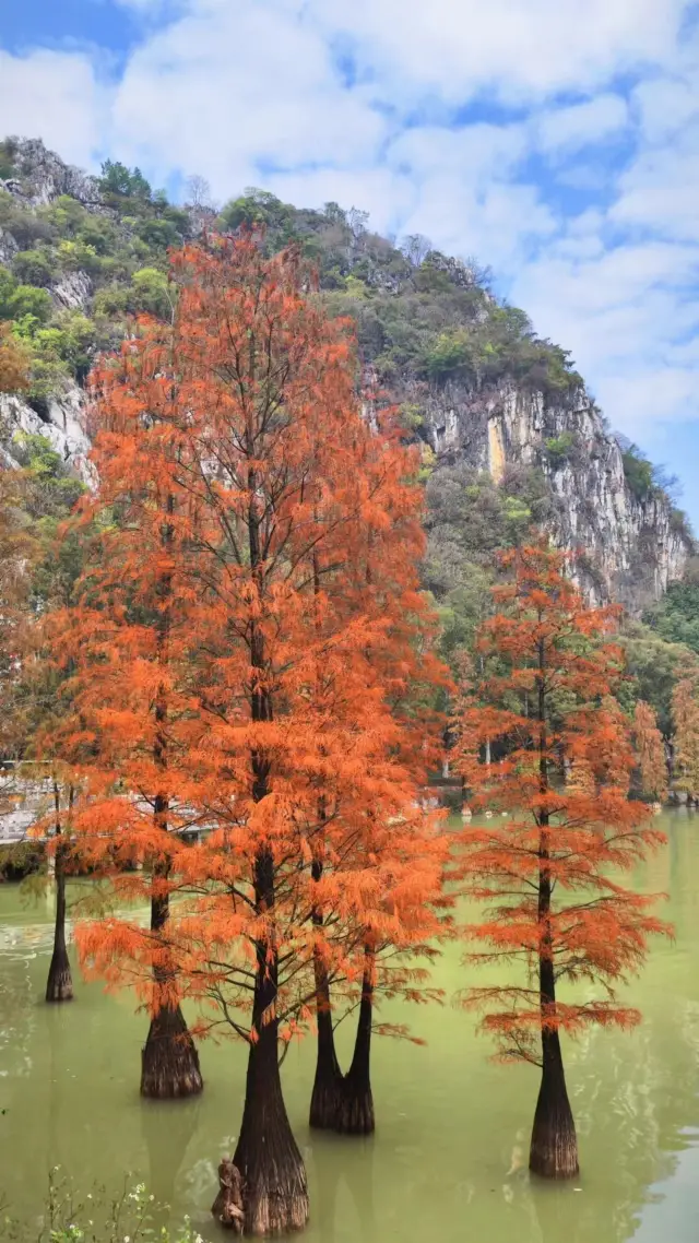 The North Gate of Seven Star Crags in Zhaoqing, Metasequoia 2024