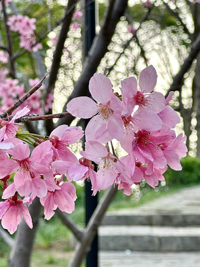 被99%廈門人忽略的櫻花園！（3月23日實況）