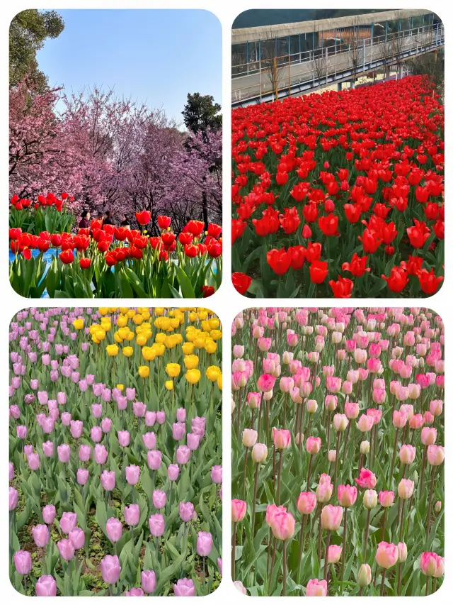 Spring has arrived, and a cascade of cherry and plum blossoms is upon us! Detailed guide to flower viewing in Chongqing