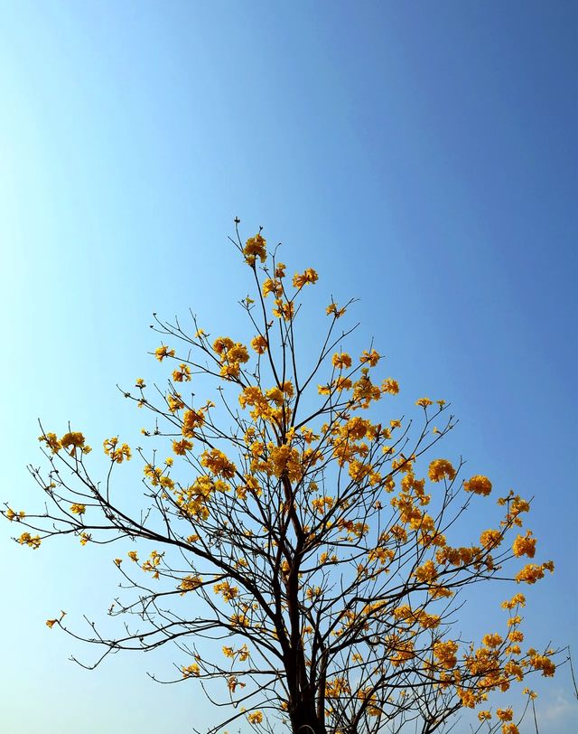 一樹金黃暖心田，滿園風鈴醉春光