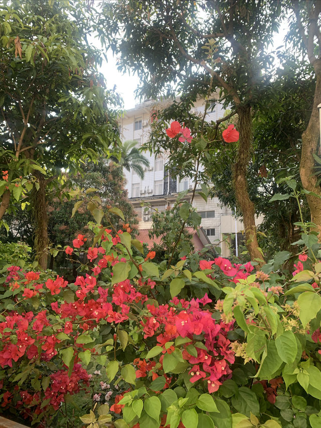 芒市的春天，實在是很輕鬆