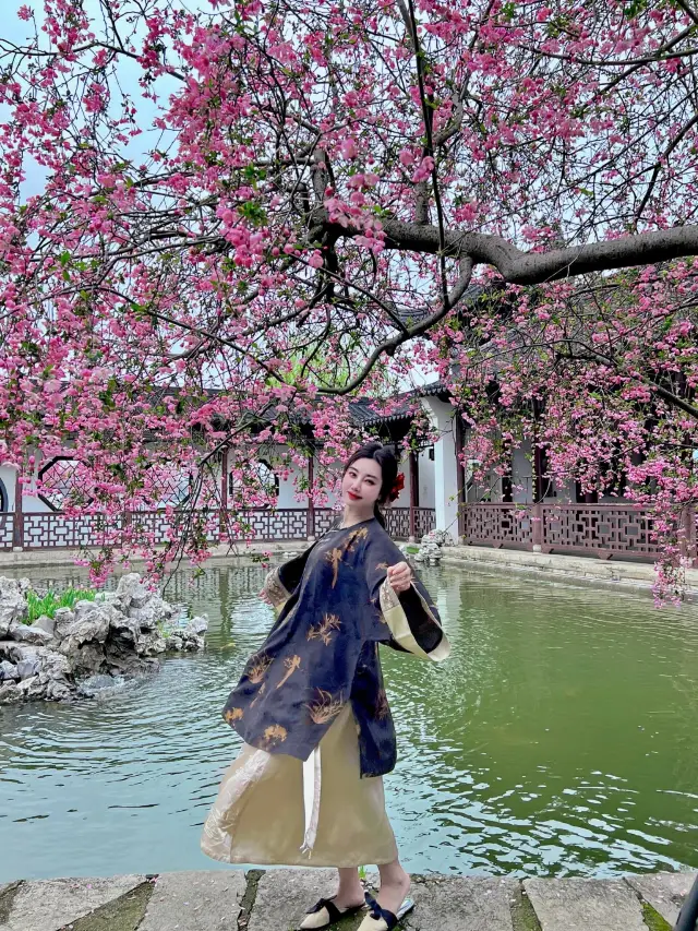 The crabapple flowers at Nanjing's Mochou Lake are in full bloom on the branches