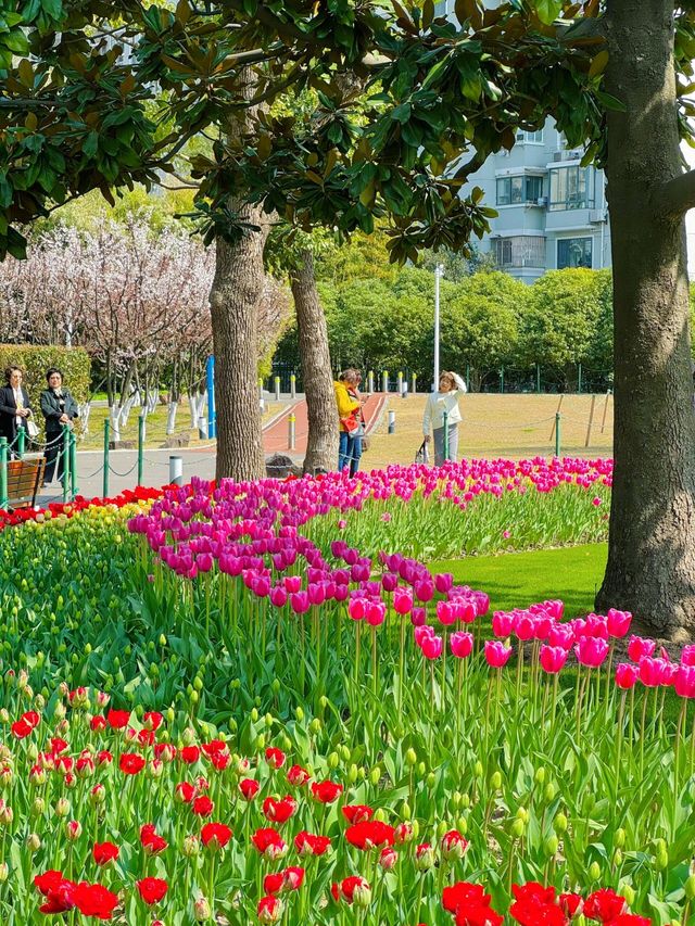 大寧公園｜50萬株鬱金香花海｜賞花地圖&攻略