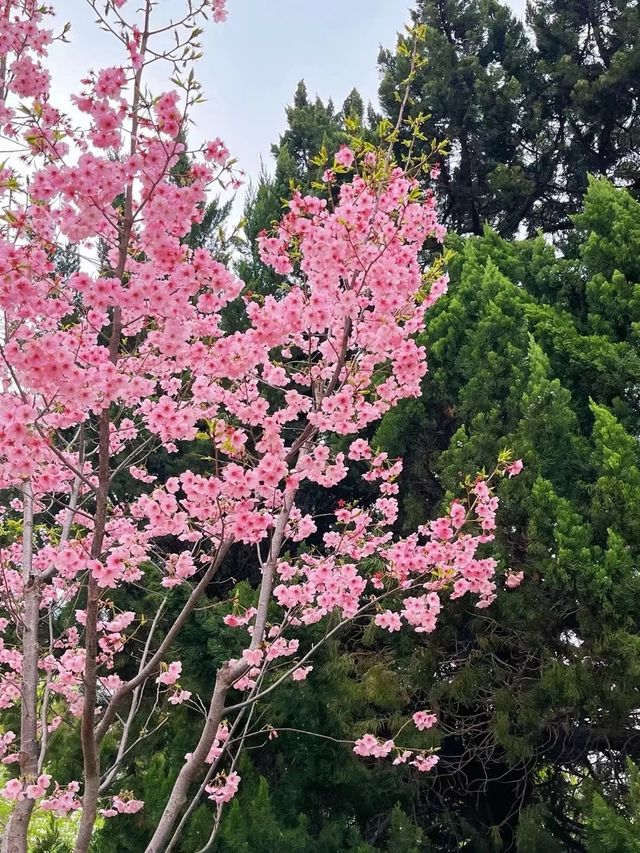 鄭州人民公園賞花——在春天感受美好