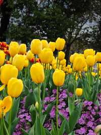 我在濱江走花路｜濱江兩岸免費賞花一日遊