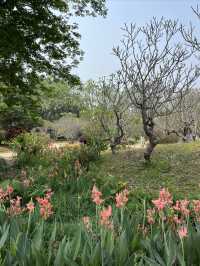 西雙版納熱帶花卉園