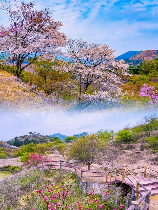 廣東規模最大的櫻花觀賞地10萬株櫻海