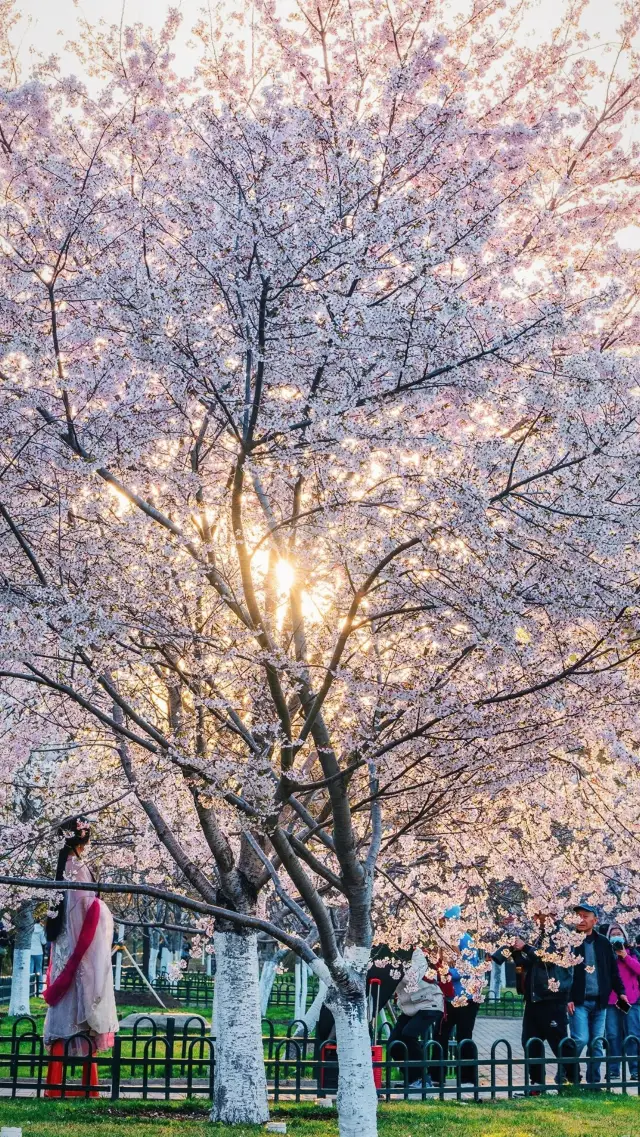 The cherry blossoms at sunrise mark the romantic beginning, and Yuyuantan offers the best explanation