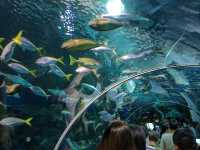 上海海洋水族館