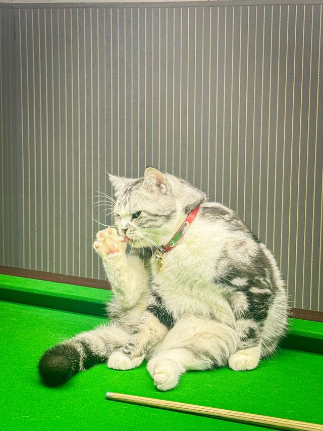 福州煙台山！發現一家寶藏貓貓旅店！！
