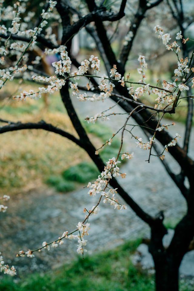 可園不僅有紅梅陰雨天的白梅也很有氛圍