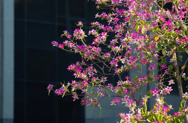 浪漫花海｜紫荆花開芳華濃 想和你一起邂逅浪漫三月