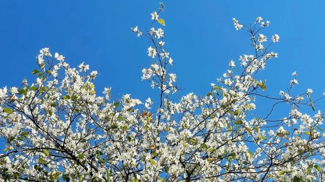 浪漫花海｜紫荆花開芳華濃 想和你一起邂逅浪漫三月