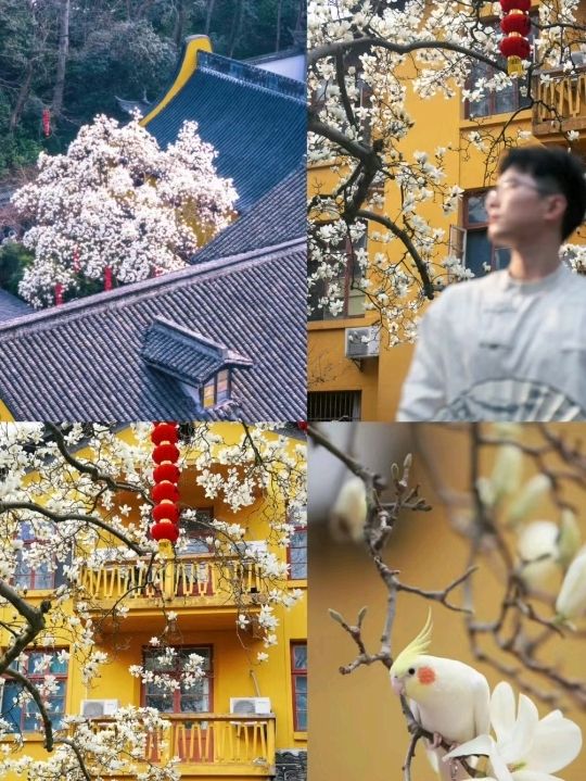 Beautiful Temple Surrounded by 🌸Blossoms🌸 