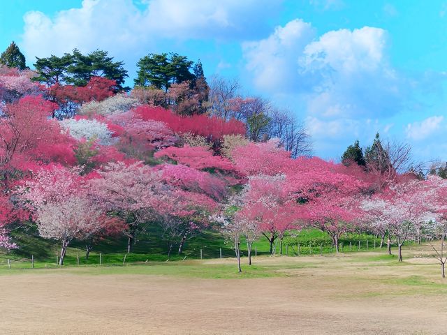 Roaming The Blooming Roads