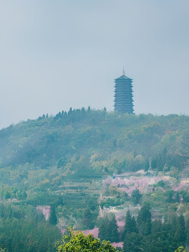 自駕雲南｜曲靖寥廓公園，粉色系賞花夢想之地