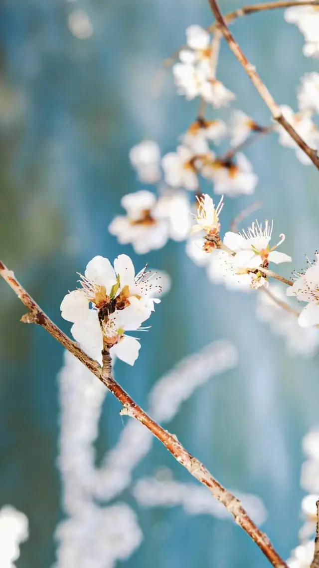 Beijing's Badachu Park is a splendid destination for spring flower appreciation