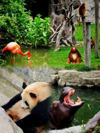 上海 ‖ 野生動物園新開卡皮巴拉樂園攻略