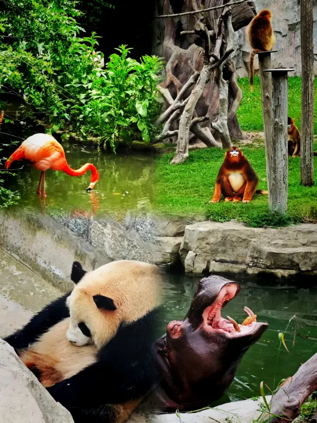 上海 ‖ 野生動物園新開卡皮巴拉樂園攻略