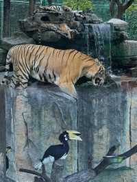 上海野生動物園超全攻略